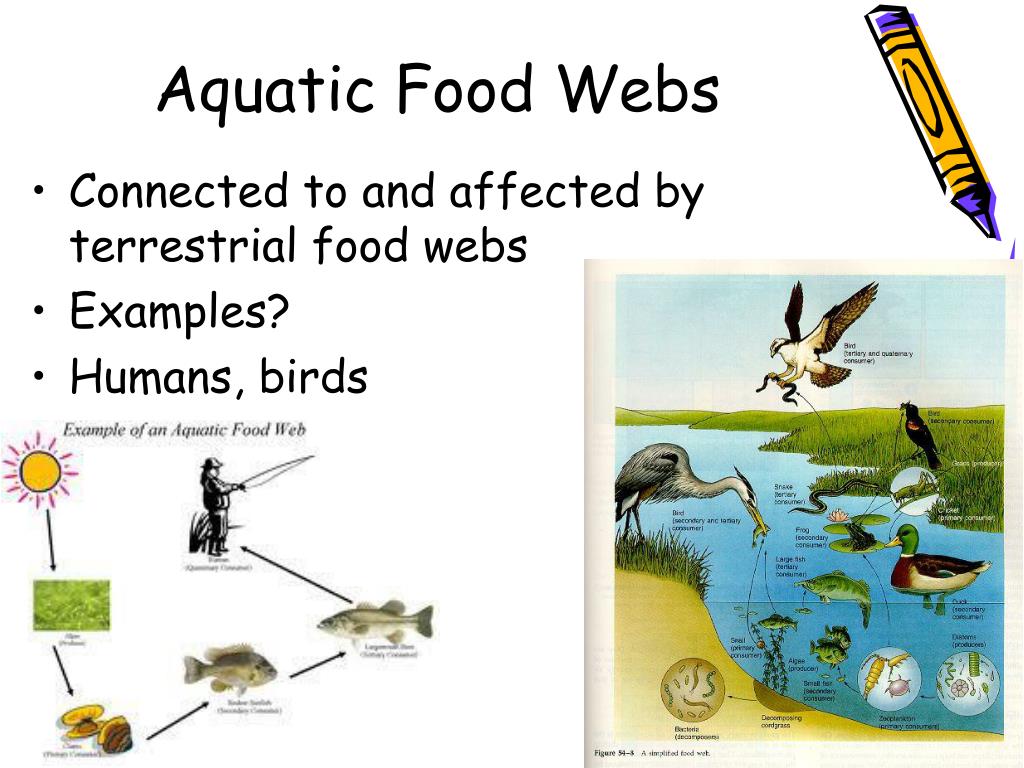 PPT - Aquatic Food Webs PowerPoint Presentation, free download - ID:2642729