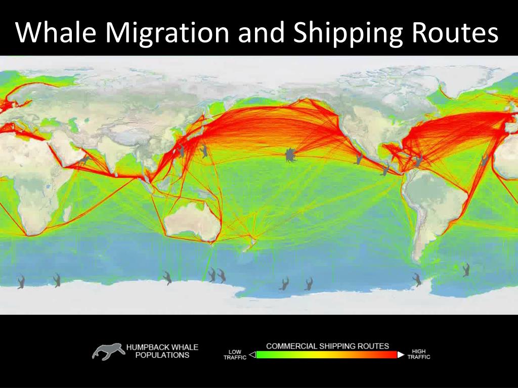 Great Lakes Whale Migration 2025 - Ashly Georgine