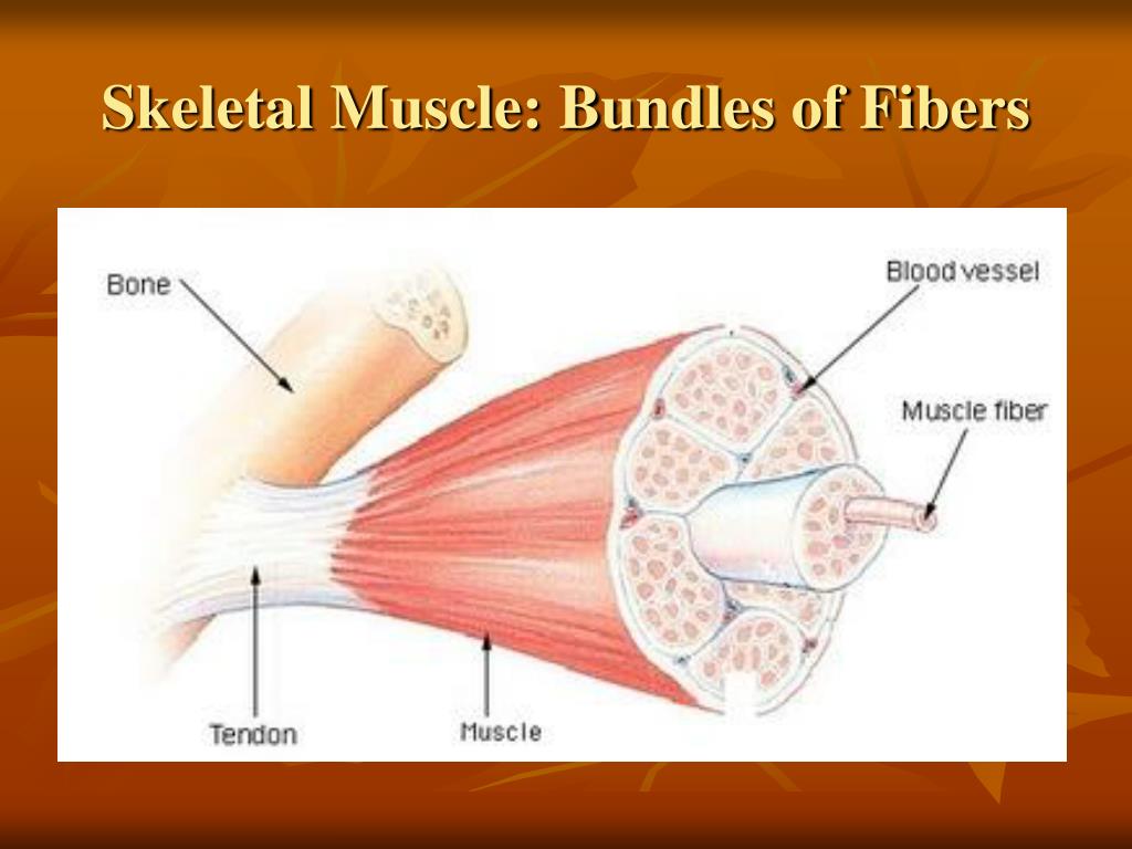 Ppt Muscular System Powerpoint Presentation Free Download Id 2643443