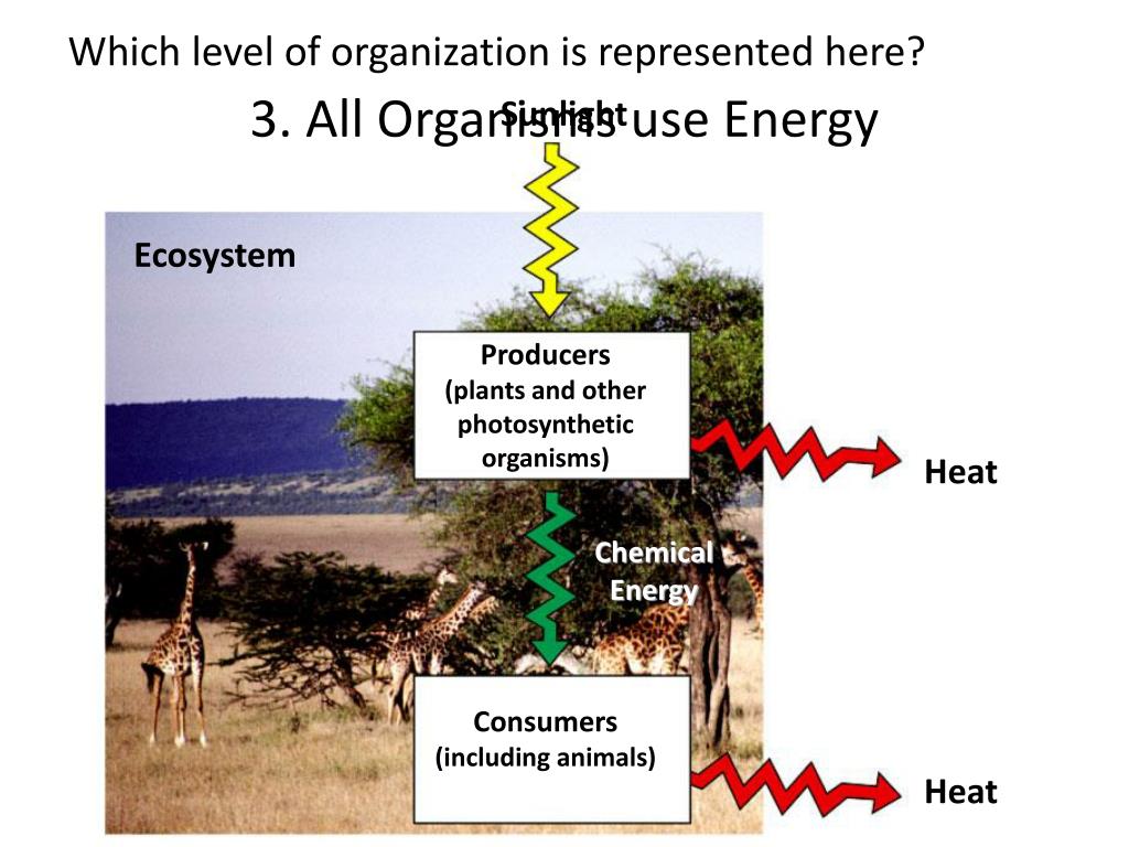 PPT - Six Characteristics of Living Things PowerPoint Presentation ...