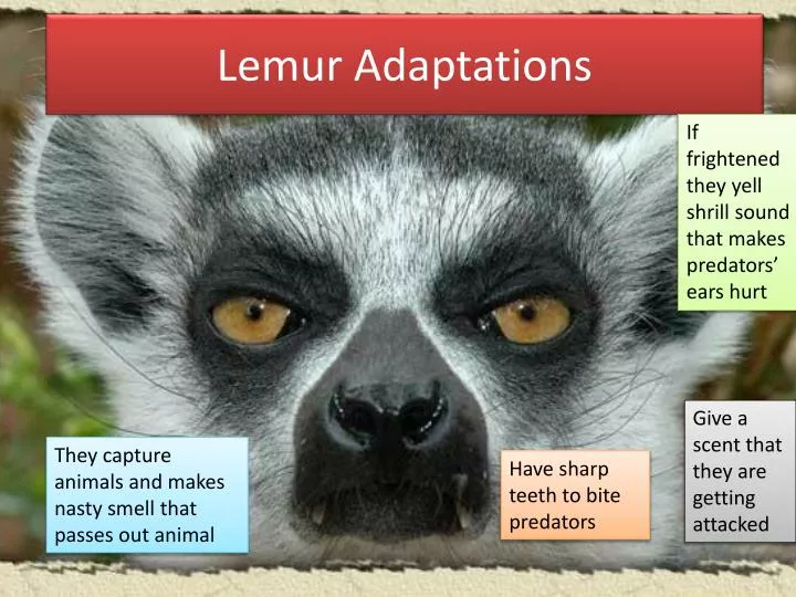 Ring Tailed Lemur Behavioral Adaptations Ring Tailed Lemur Behavioral Adaptations