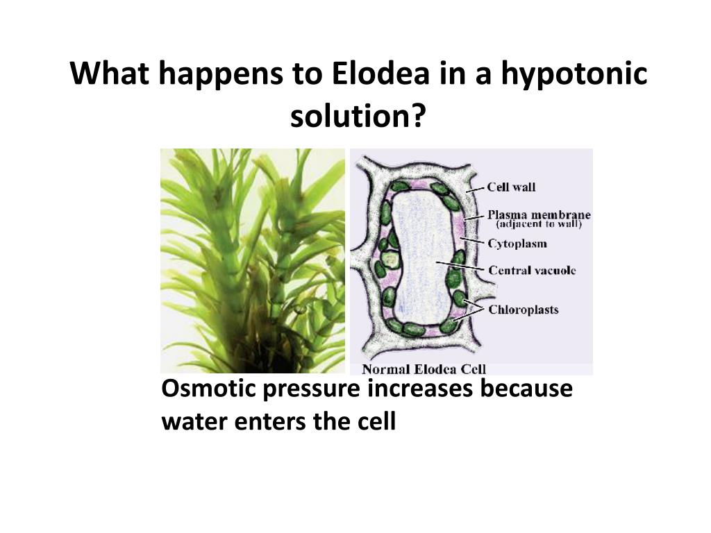 What Happens To The Cell In Hypertonic Solution
