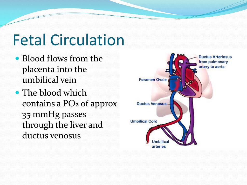 PPT - Physiologic Adaptations at Birth PowerPoint Presentation, free ...