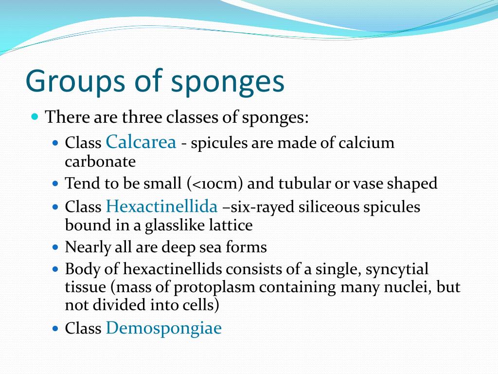 PPT Sponges Kingdom Animalia Phylum Porifera PowerPoint Presentation