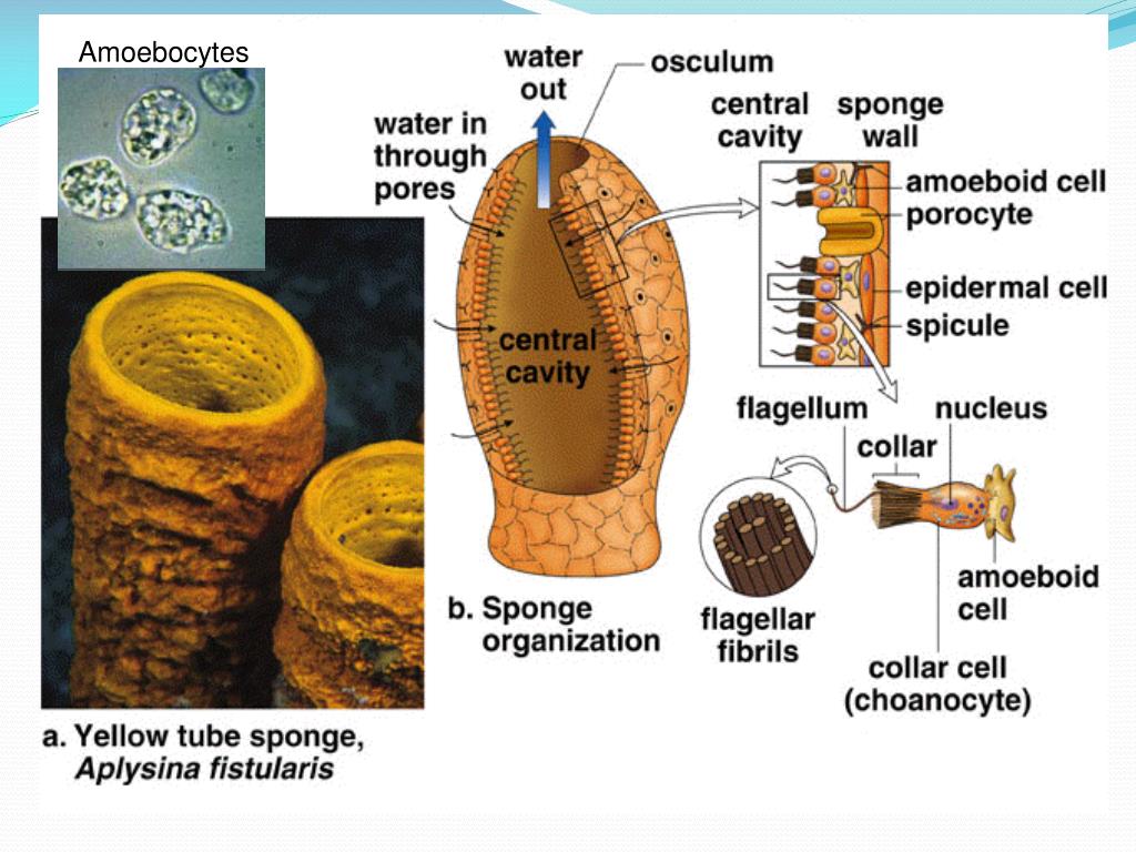 PPT Sponges Kingdom Animalia Phylum Porifera PowerPoint Presentation ID2645657