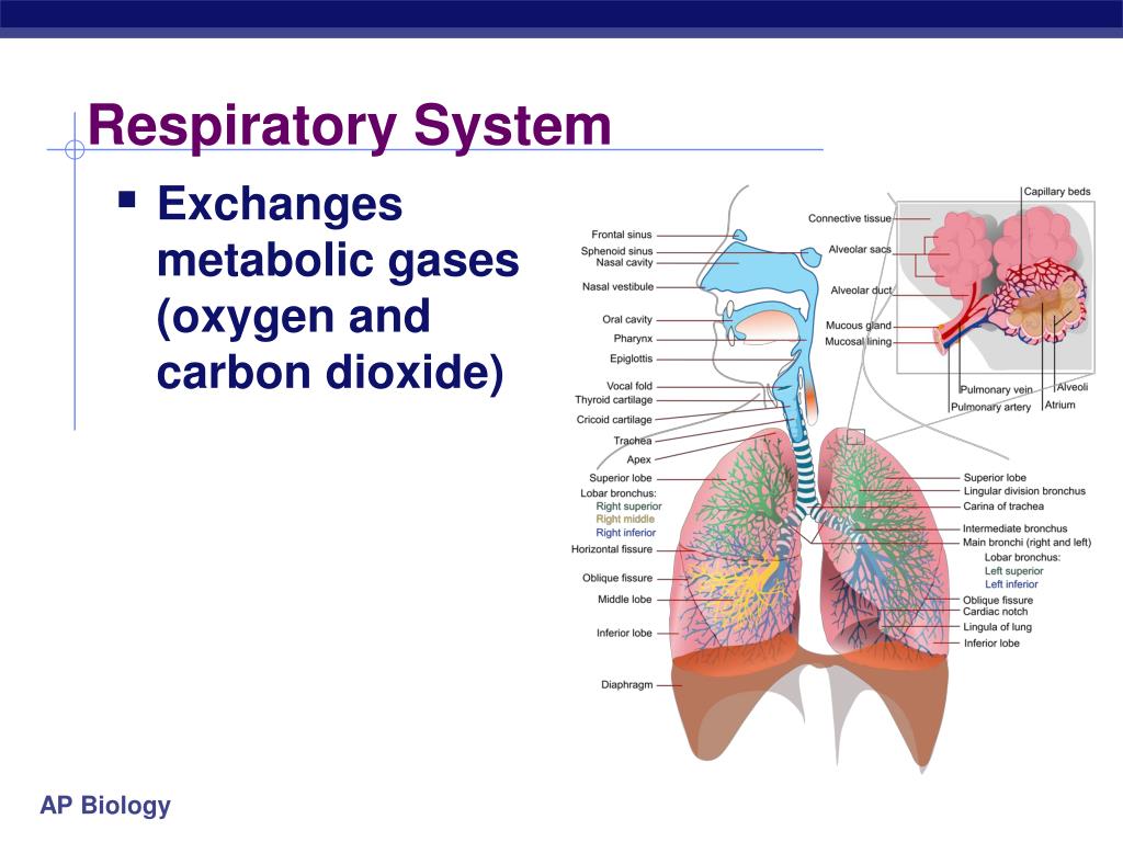 Дыхательная латынь. Дыхательная система рыб. Дыхательная система на латинском. Дыхательная система человека презентация. Дыхательная система cosy.