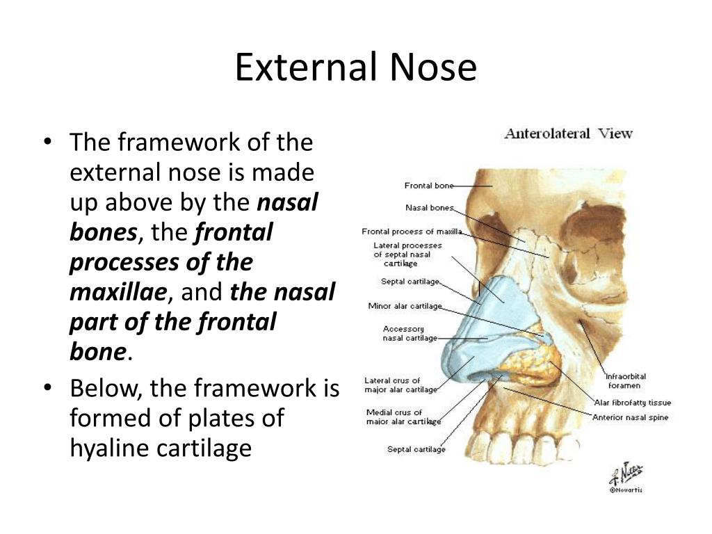 E n parts. Анатомия носа.