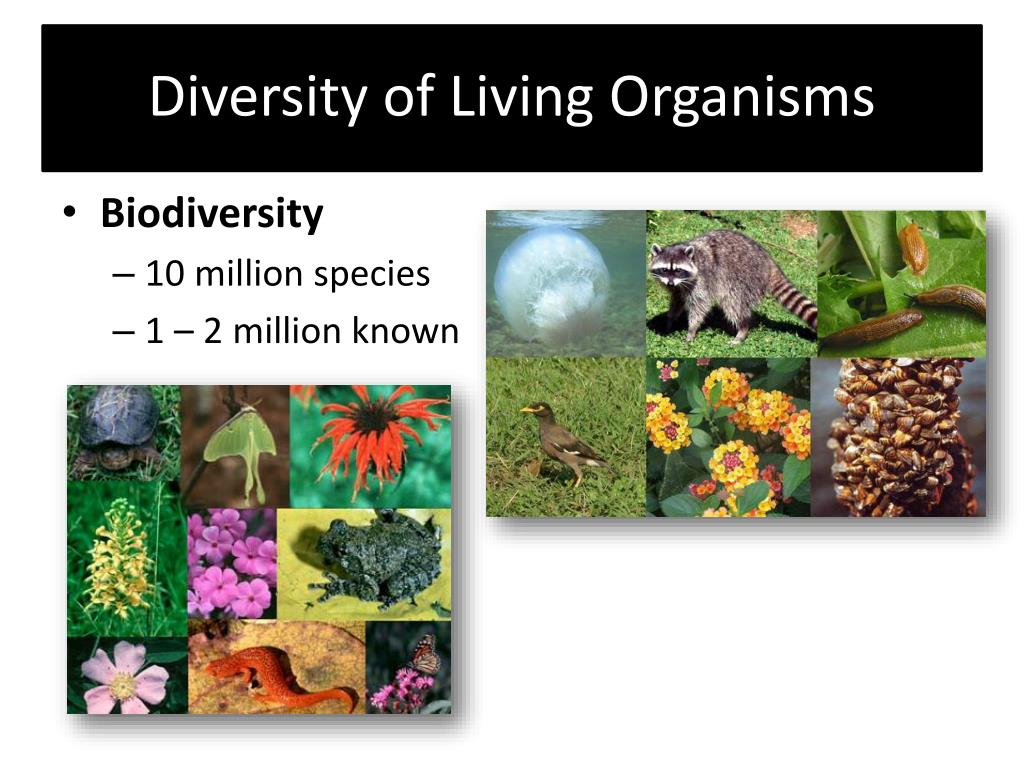 essay on diversity of living organisms