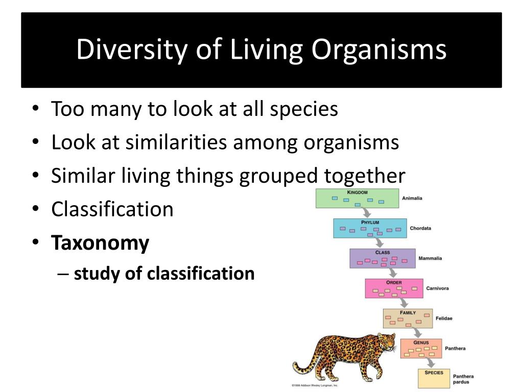 PPT - Diversity of Living Organisms PowerPoint Presentation, free download  - ID:2647446