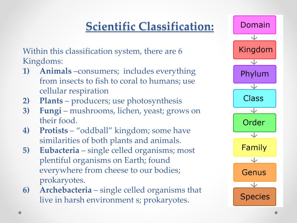 What Is Scientific Classification