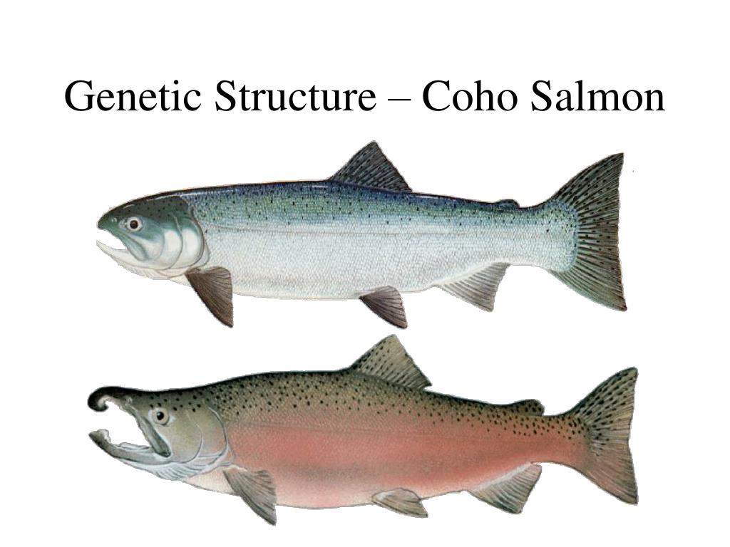 Чем отличается лосось. Кета и кижуч. Дальневосточный лосось кижуч. Кижуч (Oncorhynchus kisutch). Рыба кижуч и кета.
