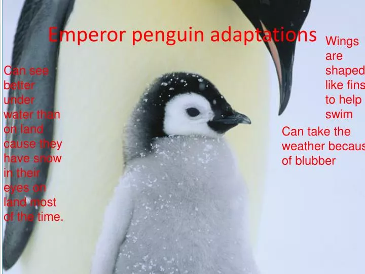 PPT - Emperor penguin adaptations PowerPoint Presentation - ID:2649523