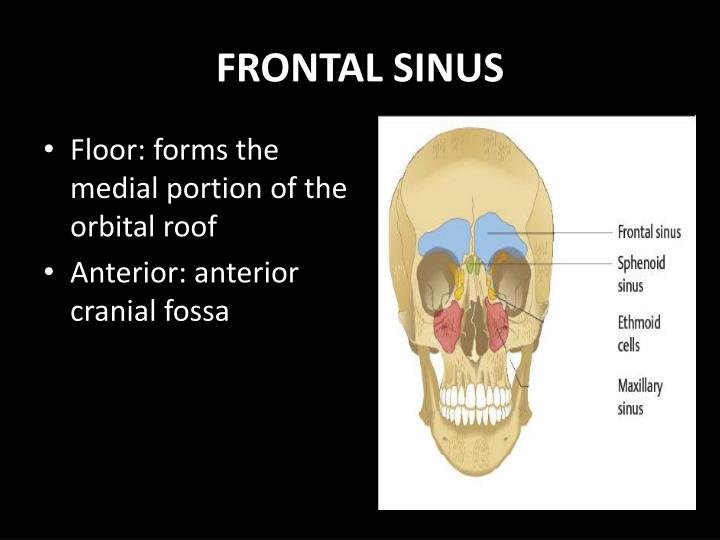 PPT - PARANASAL SINUSES Anatomy, Physiology and Diseases PowerPoint