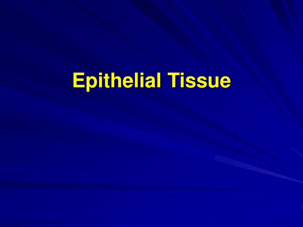 PPT - Epithelial Tissue PowerPoint Presentation, Free Download - ID:2649664