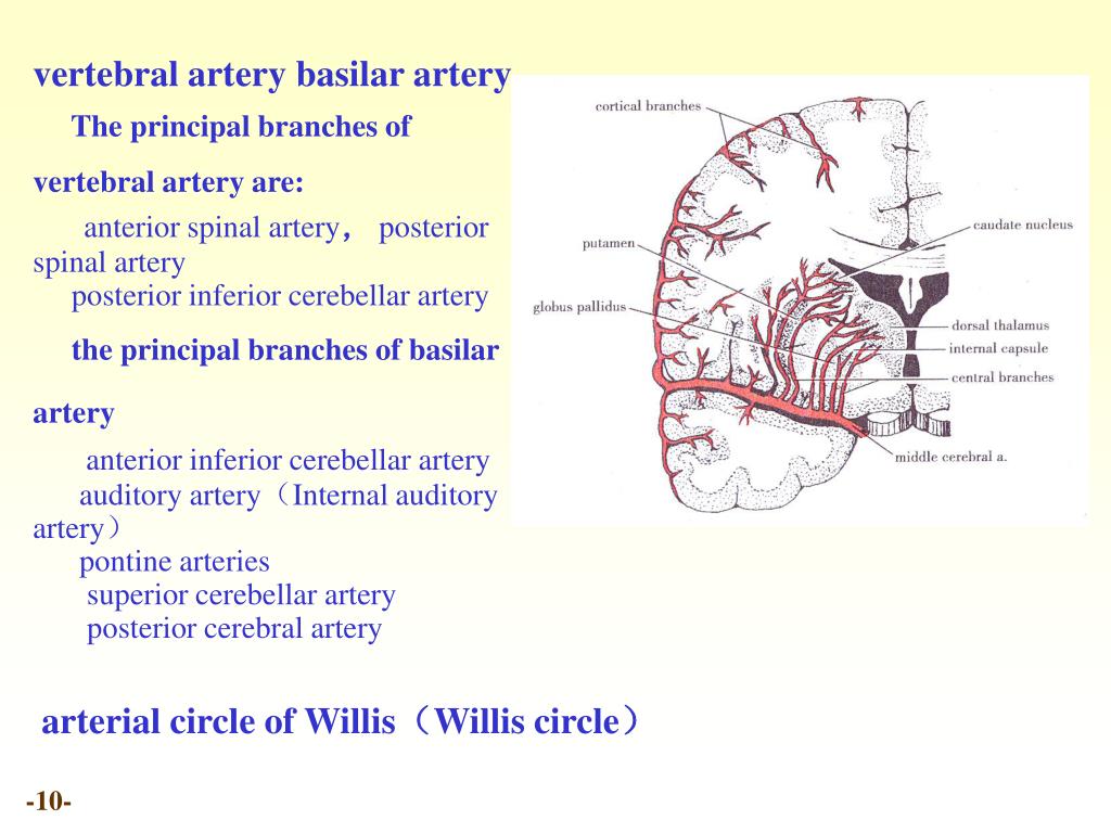 PPT - Chapter 20 Meninges and blood vessels of the brain and spinal ...