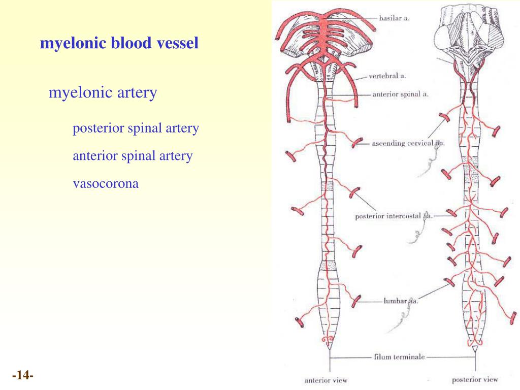 PPT - Chapter 20 Meninges and blood vessels of the brain and spinal ...