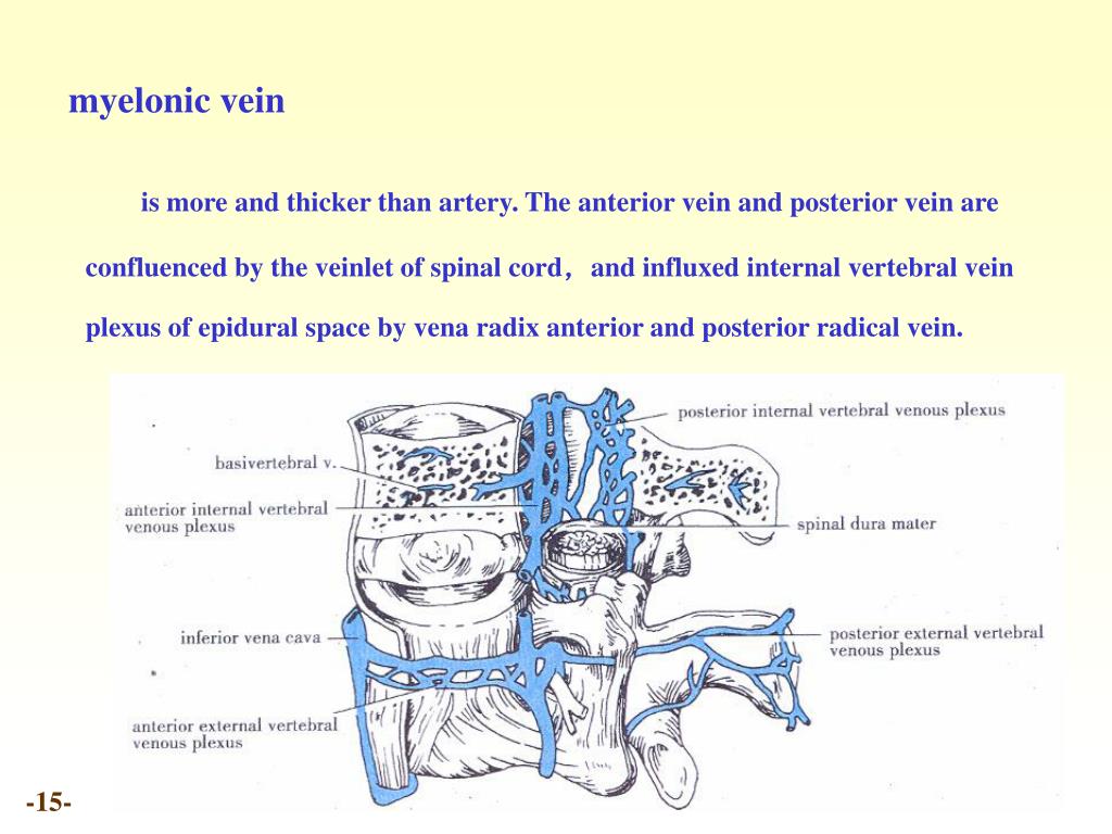 PPT - Chapter 20 Meninges and blood vessels of the brain and spinal ...