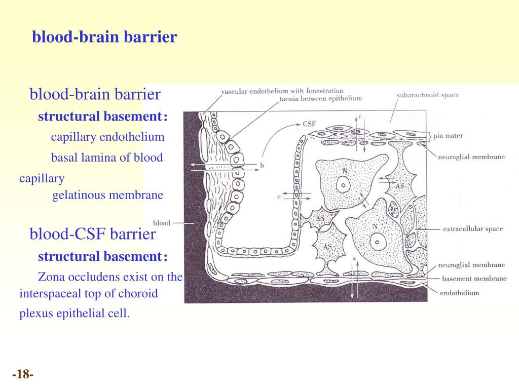 PPT - Chapter 20 Meninges and blood vessels of the brain and spinal ...