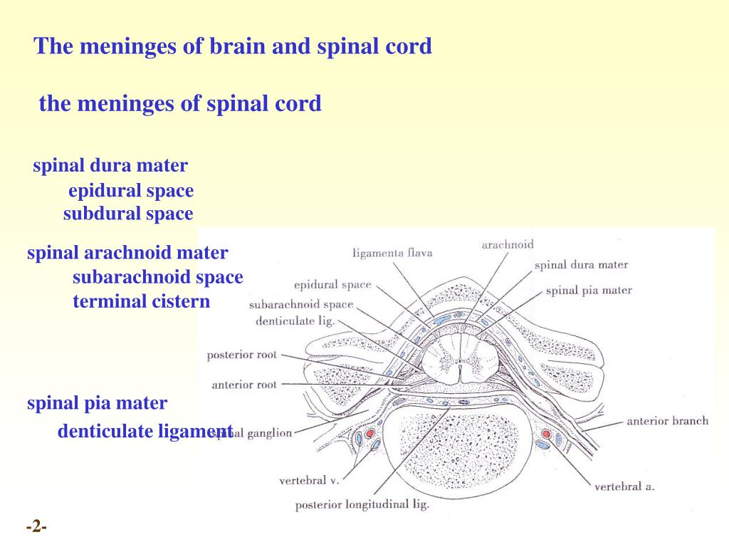 PPT - Chapter 20 Meninges and blood vessels of the brain and spinal ...