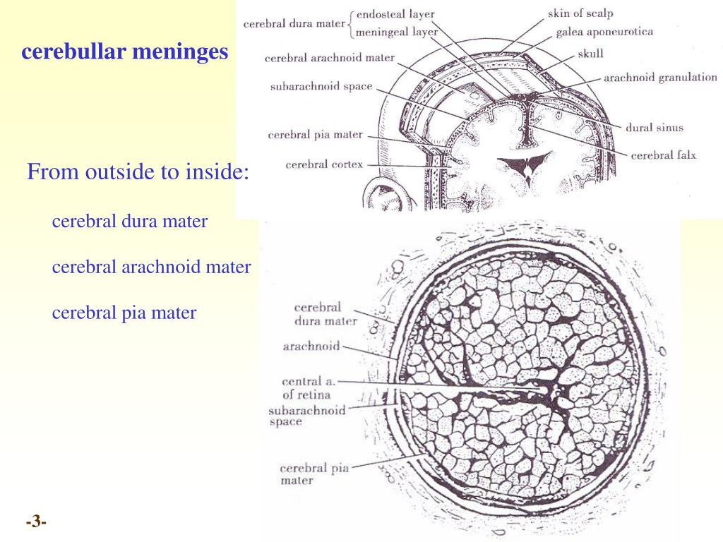 PPT - Chapter 20 Meninges and blood vessels of the brain and spinal ...