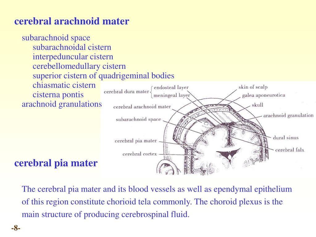 PPT - Chapter 20 Meninges and blood vessels of the brain and spinal ...