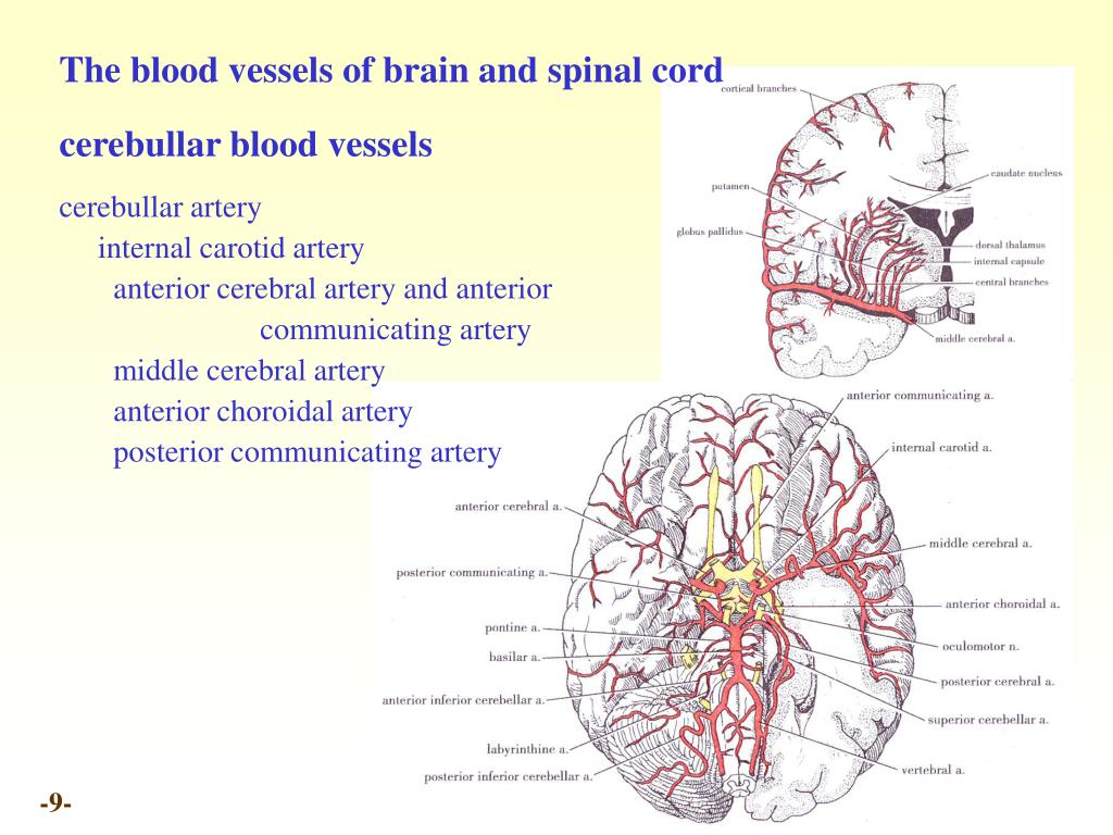 PPT - Chapter 20 Meninges and blood vessels of the brain and spinal ...