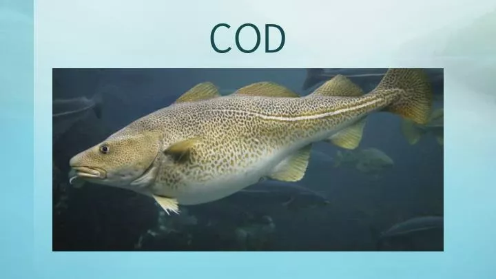 PPT - COD PowerPoint Presentation, free download - ID:2649765
