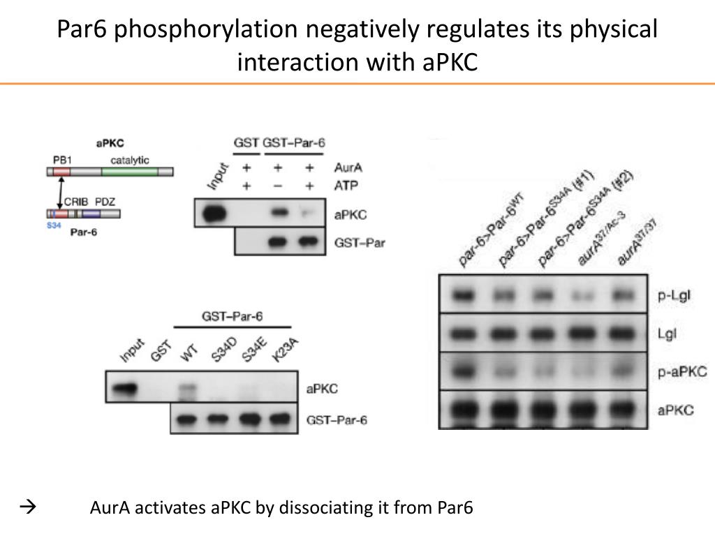 Par6 Localization PPT - Frederik Wirtz-Peitz, Takashi Nishimura and Juergen A. Knoblich ...