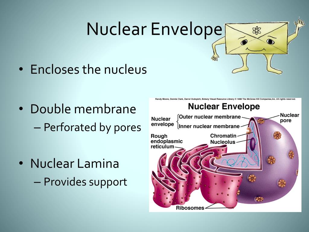 Nuclear Envelope Description And Function Biology Diagrams