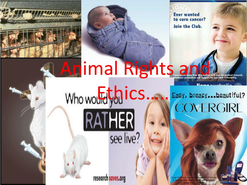 PPT - Animal Rights and Ethics…… PowerPoint Presentation, free download -  ID:2652489