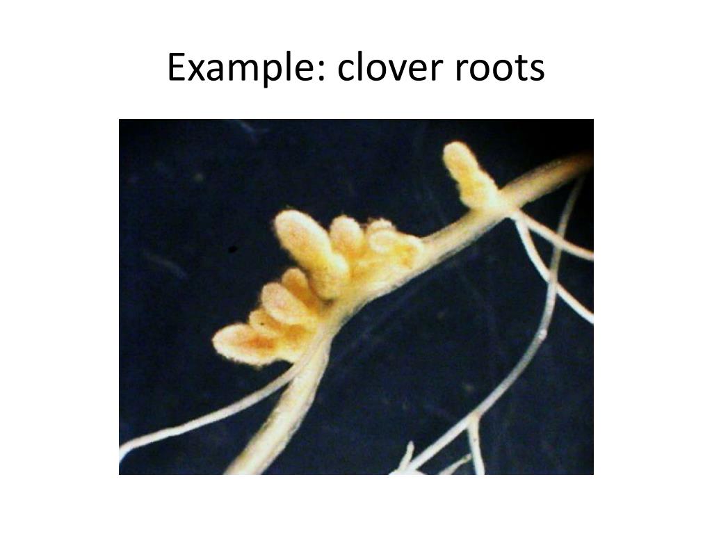 PPT - AP Bio: Tuesday, 12.7.10 Intro to PLANTS: Nutrition & Transport ...