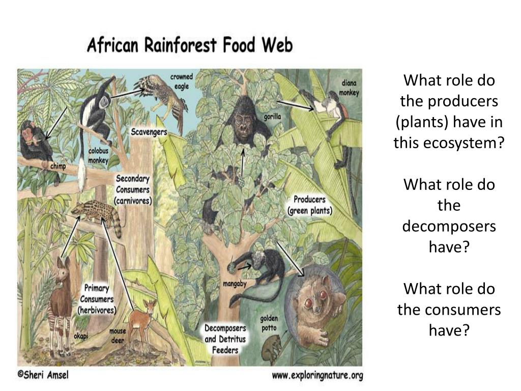 Ppt The Rainforest Ecosystem Powerpoint Presentation Free Download Id Ppt The Rainforest Ecosystem Powerpoint Presentation Free Download Id