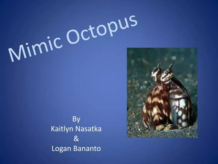 ppt mimic octopus powerpoint