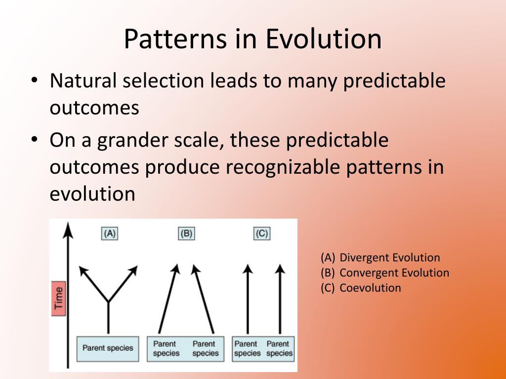 PPT Patterns of Evolution PowerPoint Presentation, free download ID