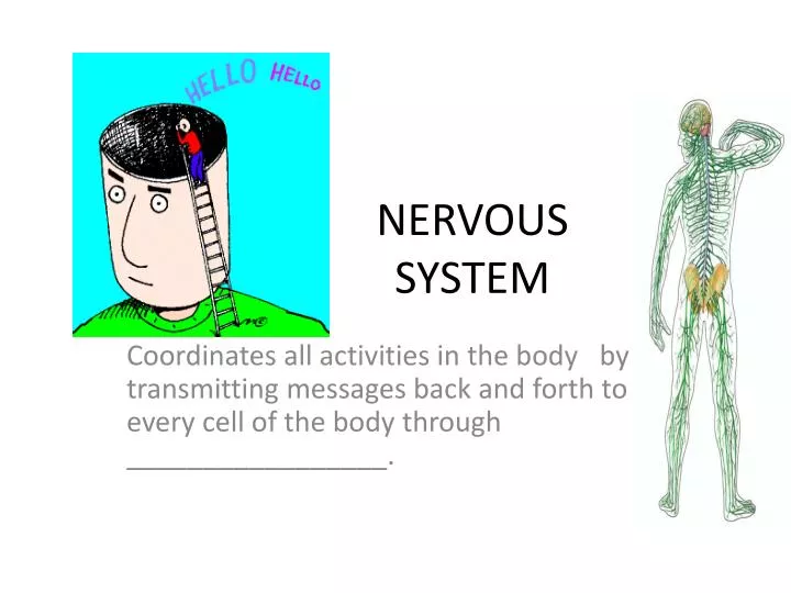 Ppt Nervous System Powerpoint Presentation Free Download Id 2656623