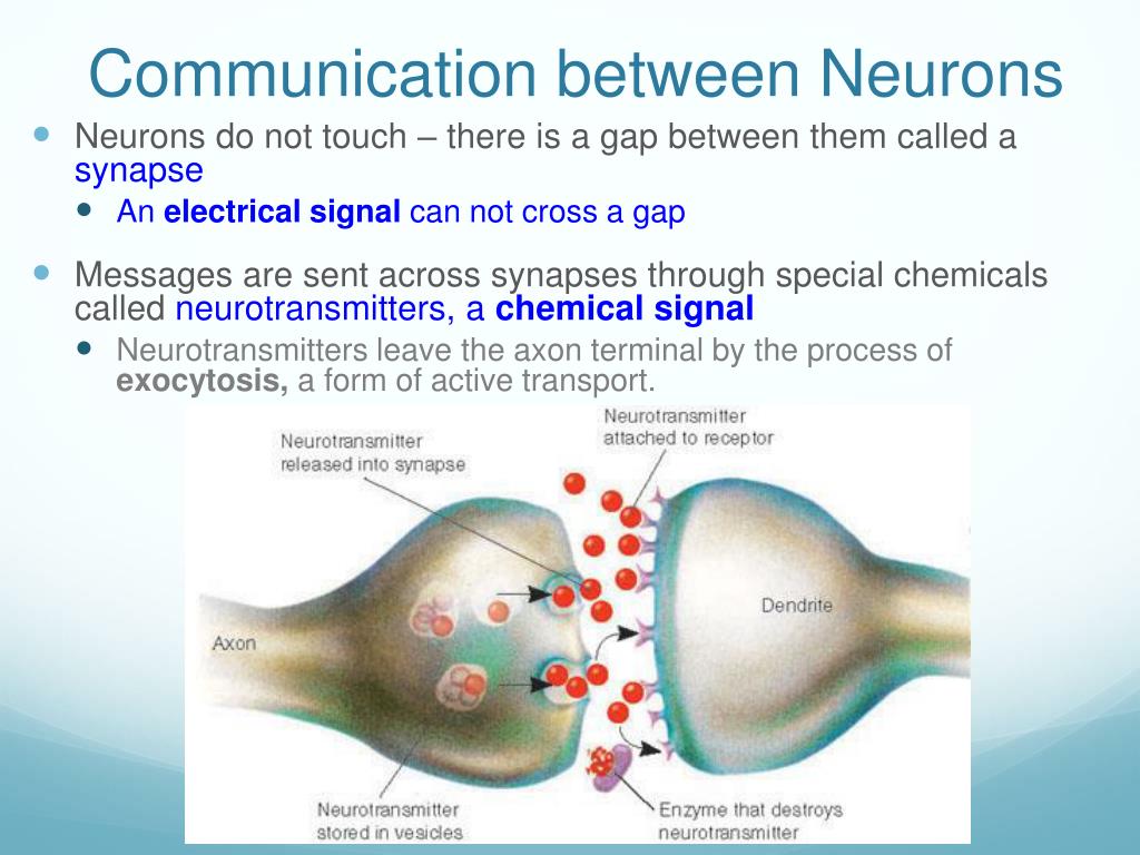 Ppt The Nervous Immune System Powerpoint Presentation Free