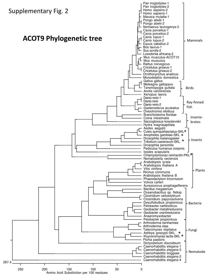 acot9 phylogenetic tree n.
