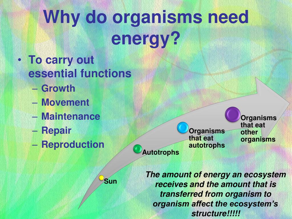 How Do Organisms Use The Energy They Get From Food Fo - vrogue.co
