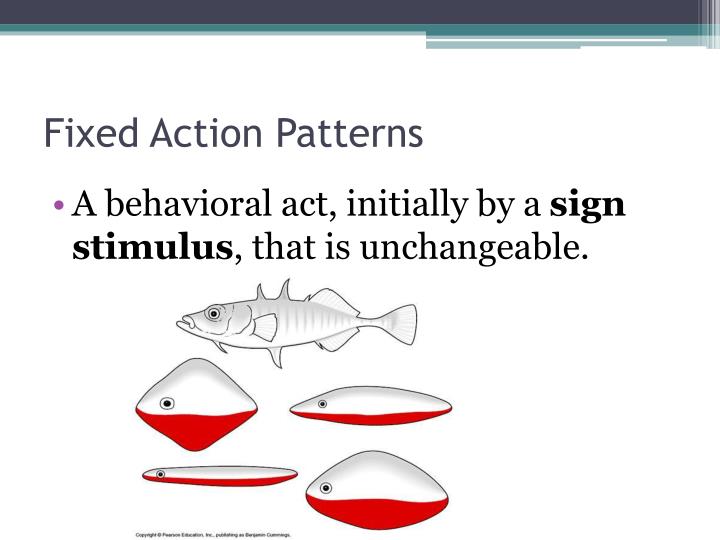 PPT Behavior PowerPoint Presentation ID2657712