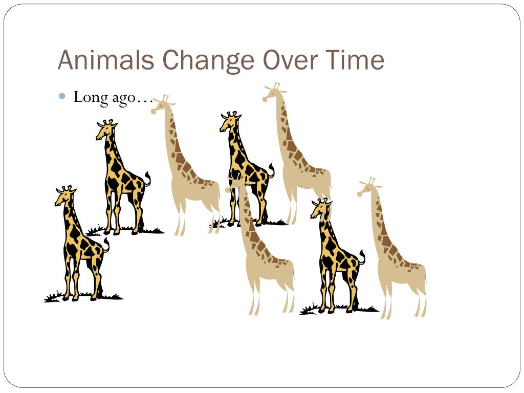 PPT - Animal Adaptations PowerPoint Presentation, free download - ID:2657727 PPT - Animal Adaptations PowerPoint Presentation, free download - ID:2657727