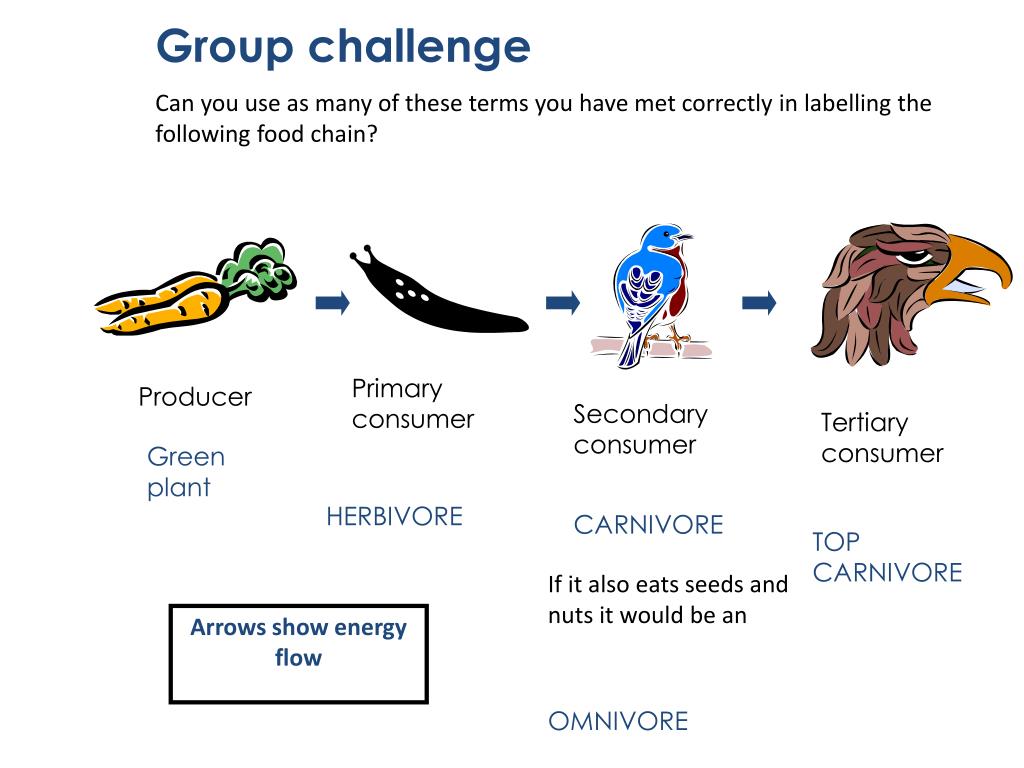 Feeding relationships in an ecosystem PowerPoint Presentation ... Biology Diagrams