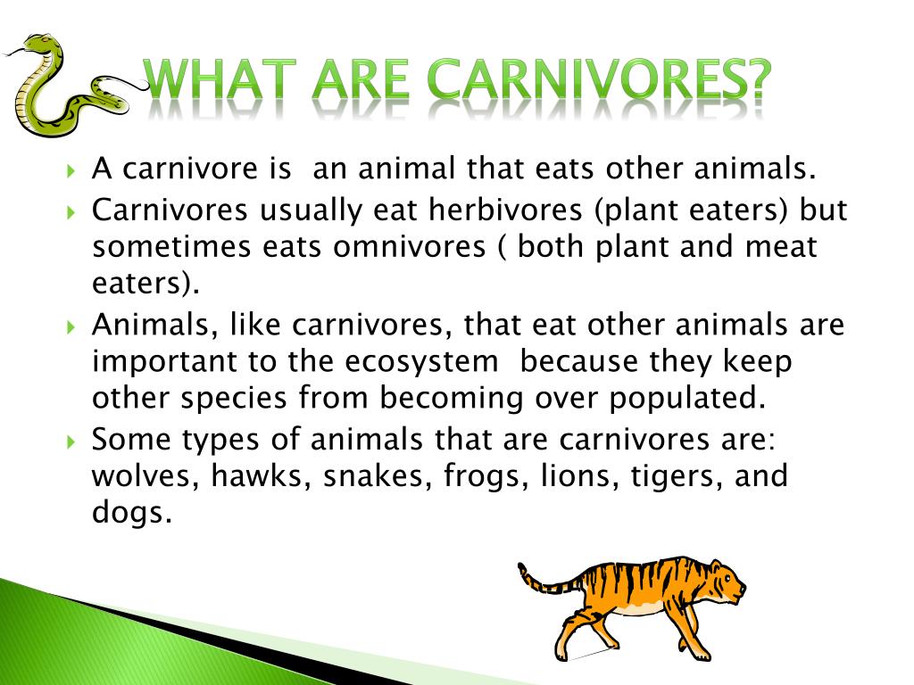 What is the food chain PowerPoint Presentation free download Biology Diagrams