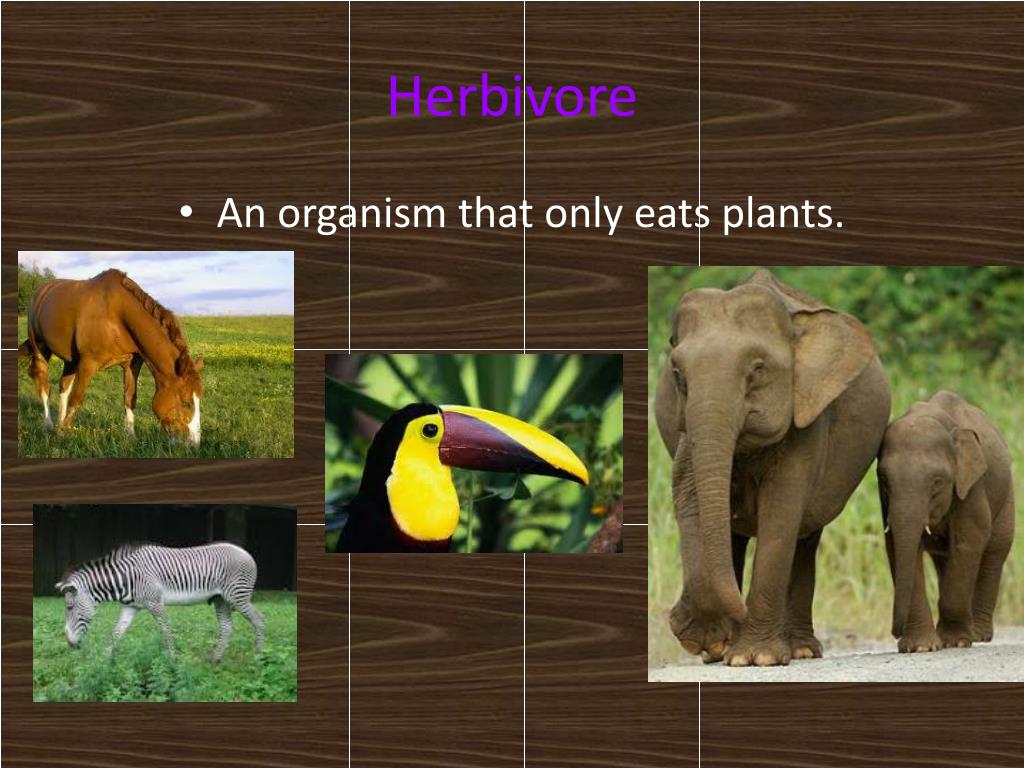 Food Chain PowerPoint Presentation, free download Biology Diagrams