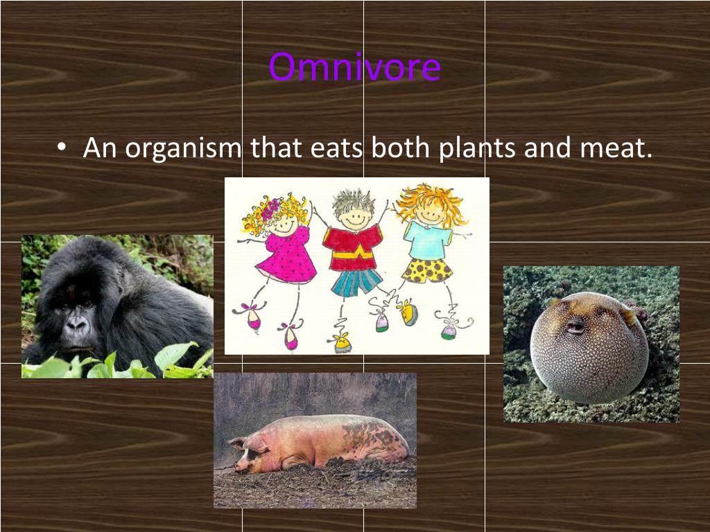 Food Chain PowerPoint Presentation, free download Biology Diagrams