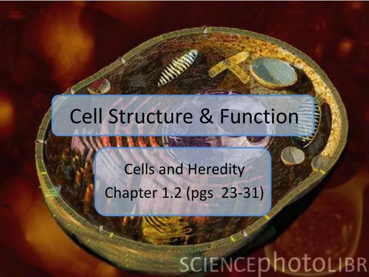 cell structure function n.