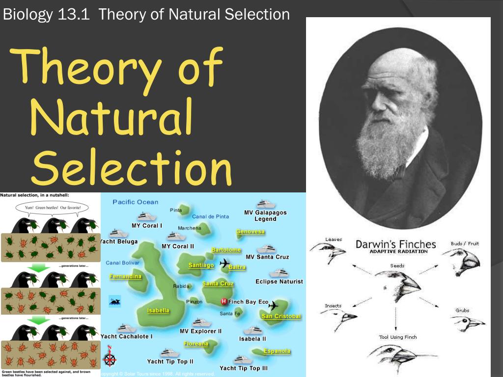 presentation on natural selection