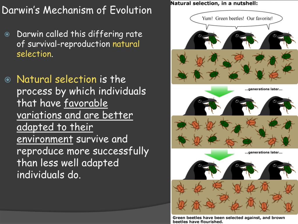 Darwin called a mechanism for descent with modification information