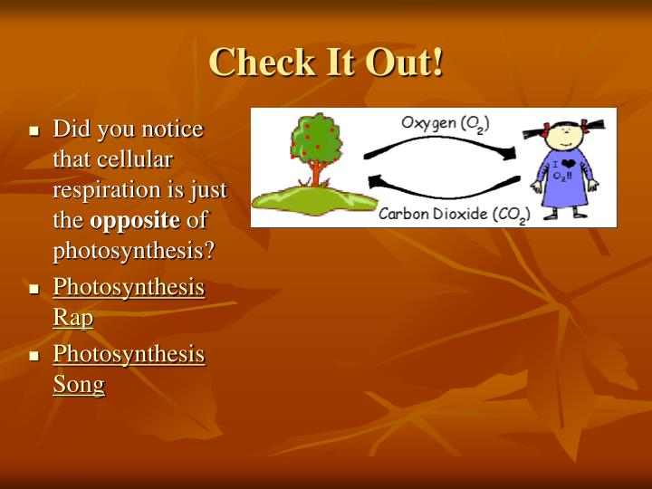 PPT Plants, Transpiration, Photosynthesis and
