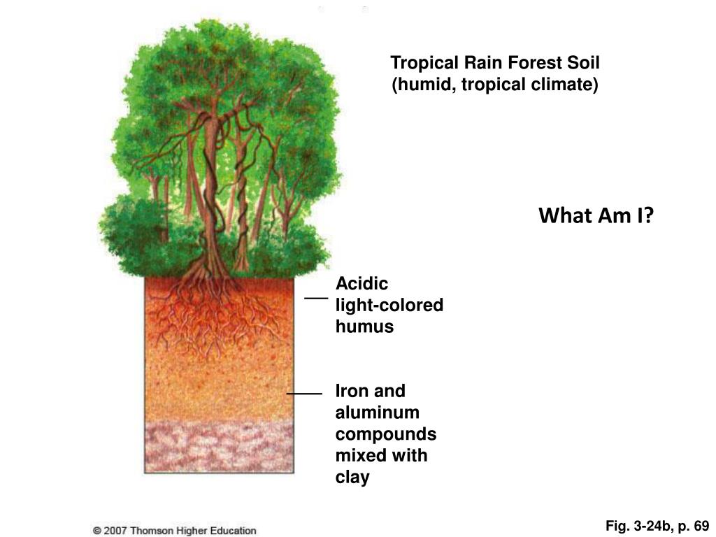 Под влажными экваториальными лесами формируются почвы обладающие. Влажные экваториальные леса почва. Почвы влажных тропических лесов. Почвы влажных экваториальных лесов. Почва тропического леса.