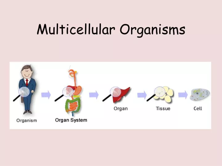 the-organization-of-multicellular-organisms-youtube